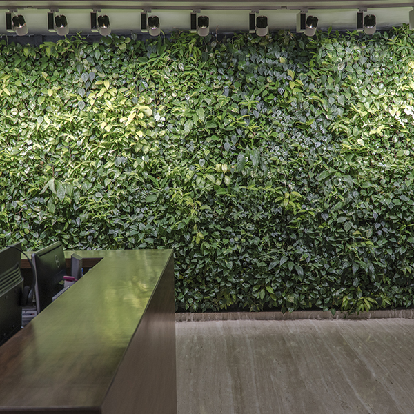 Indoor Vertical Gardens